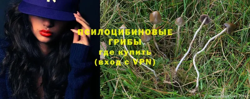 Галлюциногенные грибы Psilocybe  Семилуки 